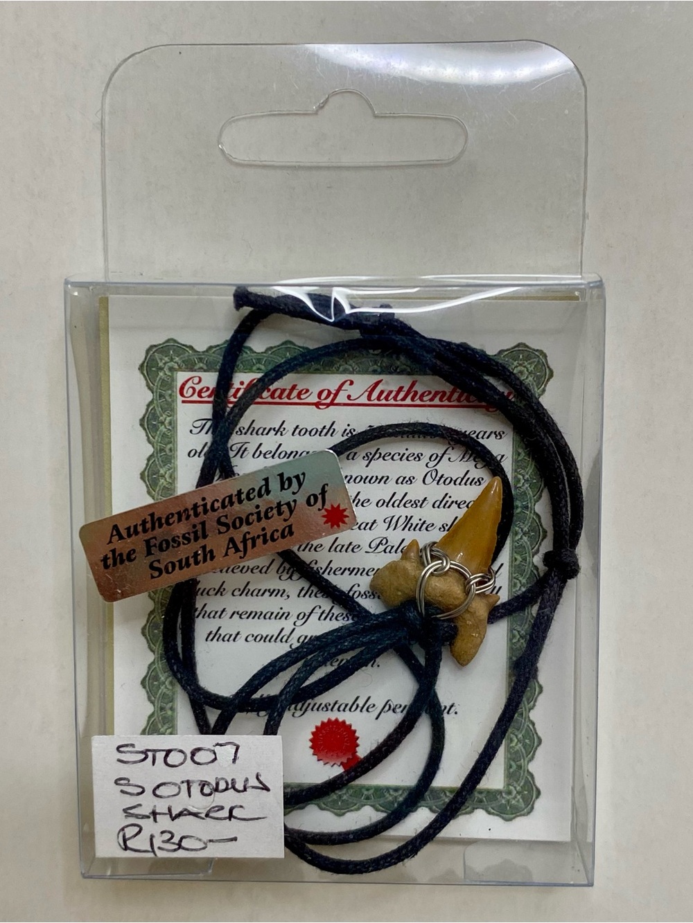Authentic Otodus Shark Tooth Necklace (Megalodon Ancestor) 55-Million-Year-Old